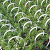 306 Pack with Handle - 18 plants